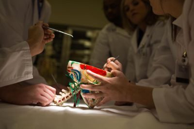 students in premed lab examining a model 