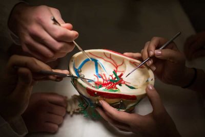 students studying anatomy model