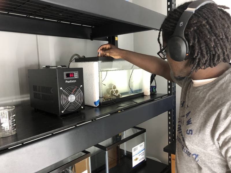 Javian Ervin, an undergraduate researcher in Joseph Kazery's lab, confirms the temperature of a crawfish tank.